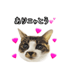 おなら猫トンボ先生①（個別スタンプ：1）