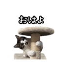おなら猫トンボ先生①（個別スタンプ：2）