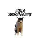 おなら猫トンボ先生①（個別スタンプ：3）