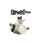 おなら猫トンボ先生①（個別スタンプ：4）
