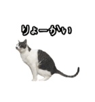 おなら猫トンボ先生①（個別スタンプ：5）