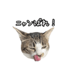 おなら猫トンボ先生①（個別スタンプ：6）