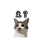 おなら猫トンボ先生①（個別スタンプ：7）