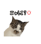 おなら猫トンボ先生①（個別スタンプ：8）