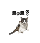 おなら猫トンボ先生①（個別スタンプ：9）