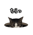 おなら猫トンボ先生①（個別スタンプ：10）