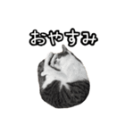 おなら猫トンボ先生①（個別スタンプ：11）