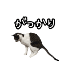 おなら猫トンボ先生①（個別スタンプ：12）