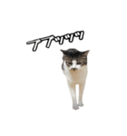 おなら猫トンボ先生①（個別スタンプ：13）