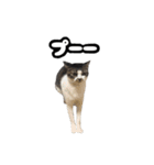 おなら猫トンボ先生①（個別スタンプ：14）