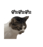 おなら猫トンボ先生①（個別スタンプ：15）