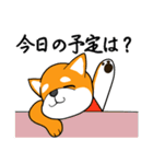 柴犬のダブルビックリ（個別スタンプ：3）