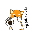 柴犬のダブルビックリ（個別スタンプ：12）