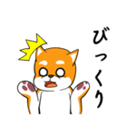 柴犬のダブルビックリ（個別スタンプ：24）