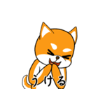 柴犬のダブルビックリ（個別スタンプ：29）