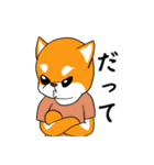 柴犬のダブルビックリ（個別スタンプ：34）