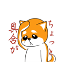 柴犬のダブルビックリ（個別スタンプ：35）