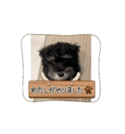 動くLOLO様（個別スタンプ：4）