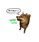 たけしまるの日常3（個別スタンプ：1）