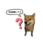 たけしまるの日常3（個別スタンプ：2）