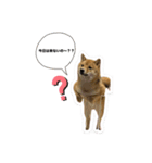 たけしまるの日常3（個別スタンプ：5）