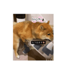 たけしまるの日常3（個別スタンプ：7）