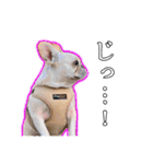 フレブルのむぎちゃん♡ワクワクスタンプ♪（個別スタンプ：3）