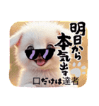 oirann11（個別スタンプ：10）