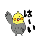 オカメインコのカメ夫（個別スタンプ：1）