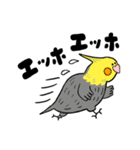 オカメインコのカメ夫（個別スタンプ：12）
