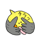 オカメインコのカメ夫（個別スタンプ：19）