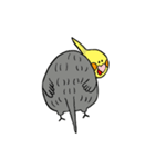 オカメインコのカメ夫（個別スタンプ：30）