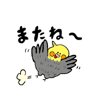 オカメインコのカメ夫（個別スタンプ：33）