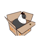 ラグドールさんとおもちゃ（個別スタンプ：8）