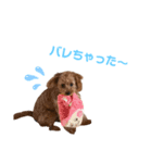 ふうさん。（個別スタンプ：1）