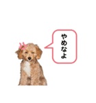 ふうさん。（個別スタンプ：7）