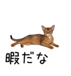 汎用アビシニアンスタンプ2（個別スタンプ：3）