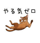 汎用アビシニアンスタンプ2（個別スタンプ：4）