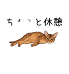 汎用アビシニアンスタンプ2（個別スタンプ：5）