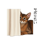 汎用アビシニアンスタンプ2（個別スタンプ：6）