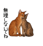 汎用アビシニアンスタンプ2（個別スタンプ：7）