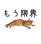 汎用アビシニアンスタンプ2（個別スタンプ：16）