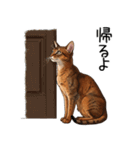 汎用アビシニアンスタンプ2（個別スタンプ：19）