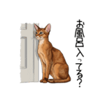 汎用アビシニアンスタンプ2（個別スタンプ：22）