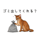 汎用アビシニアンスタンプ2（個別スタンプ：24）