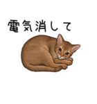 汎用アビシニアンスタンプ2（個別スタンプ：25）