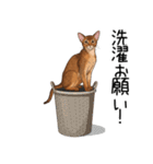 汎用アビシニアンスタンプ2（個別スタンプ：26）