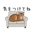 汎用アビシニアンスタンプ2（個別スタンプ：29）
