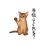 汎用アビシニアンスタンプ2（個別スタンプ：31）