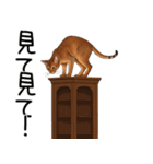 汎用アビシニアンスタンプ2（個別スタンプ：36）